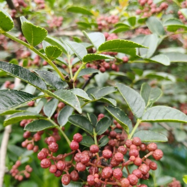 花椒鲜红鲜花农家特麻新鲜特香湿现摘大红袍批发