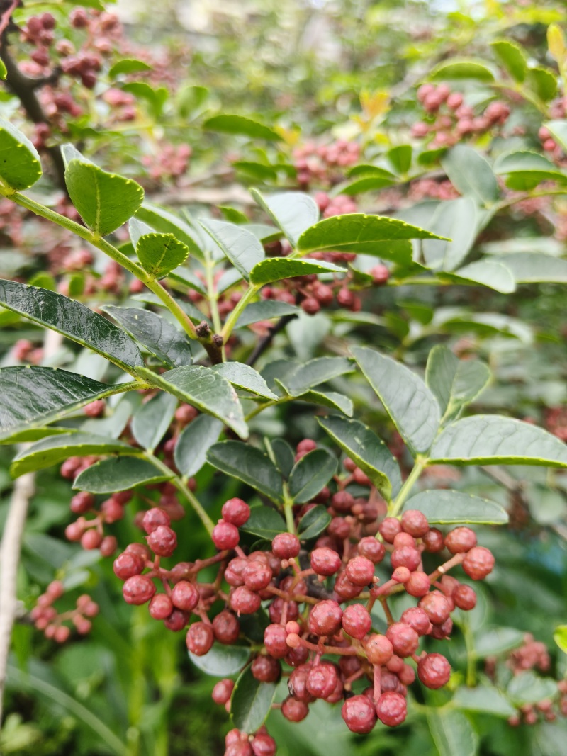 花椒鲜红鲜花农家特麻新鲜特香湿现摘大红袍批发