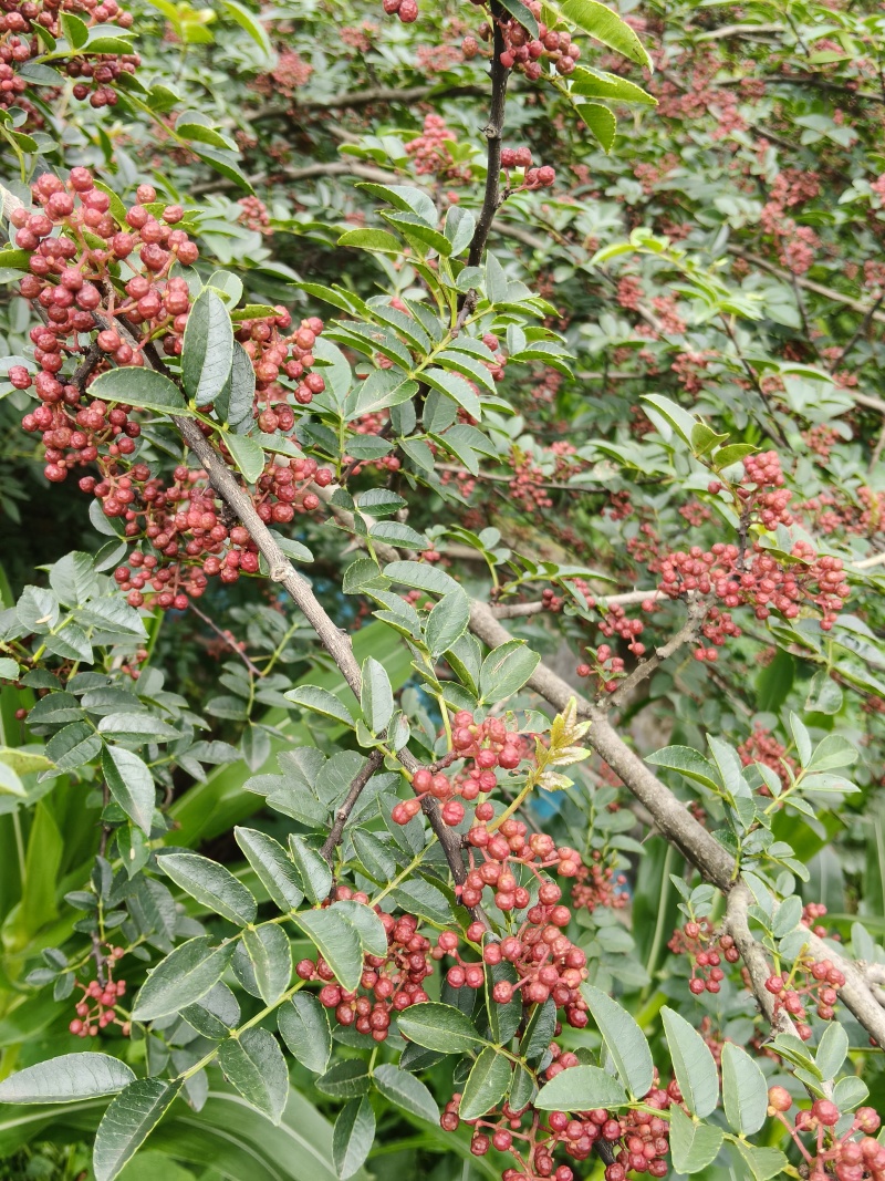 花椒鲜红鲜花农家特麻新鲜特香湿现摘大红袍批发