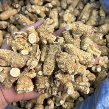 仿美种加拿大西洋参,圆粒,广州实体批发规格价格请看详情