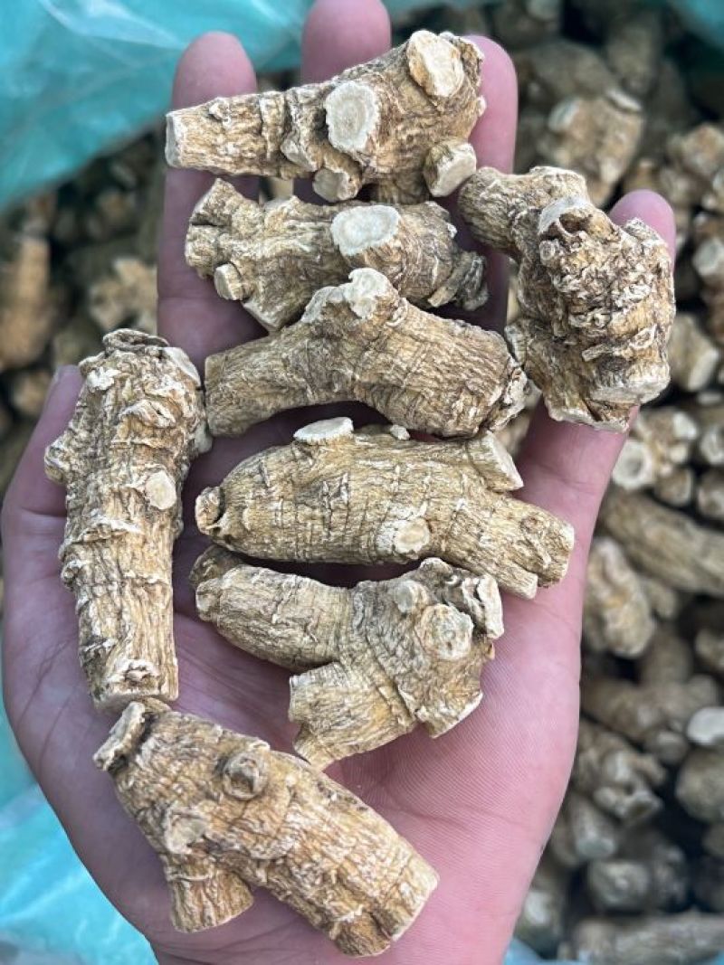 仿美种加拿大西洋参，圆粒，广州实体批发规格价格请看详情