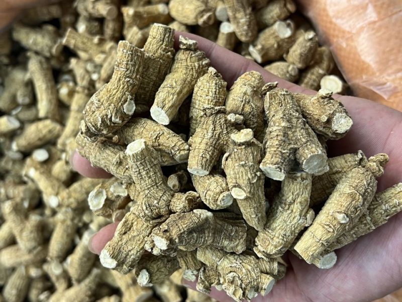 仿美种加拿大西洋参，圆粒，广州实体批发规格价格请看详情
