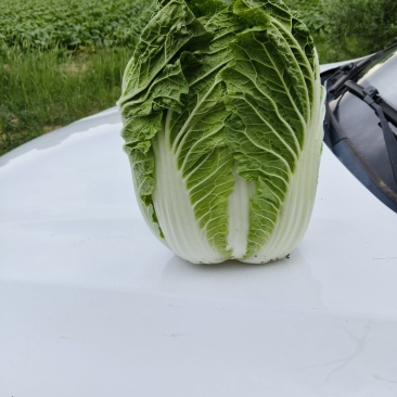 黄心大白菜