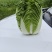 黄心大白菜