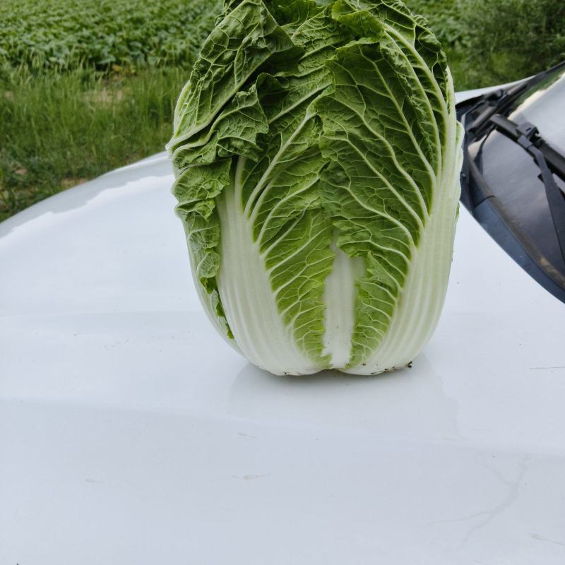 黄心大白菜