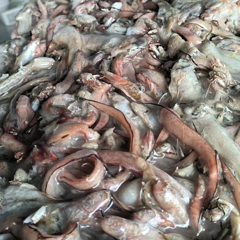 海杂鱼