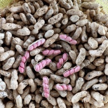 四粒红花生大量上市，成熟度高，饱满度好，人工过筛精品花生