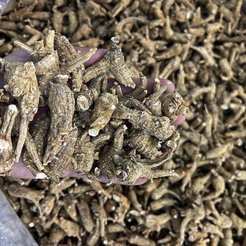 仿美种加拿大西洋参，原枞，广州实体批发规格价格请看详情页