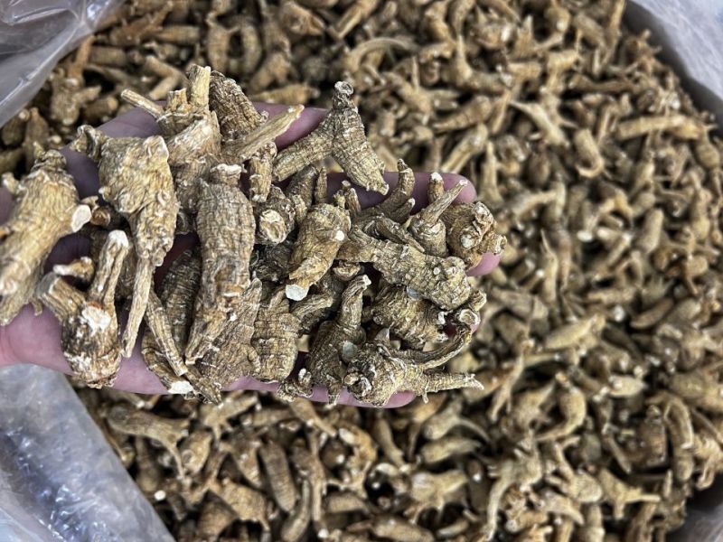 仿美种加拿大西洋参，原枞，广州实体批发规格价格请看详情页