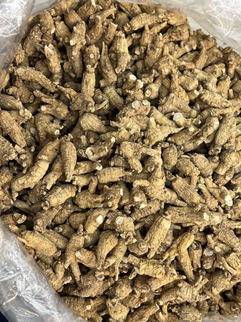 仿美种加拿大西洋参，原枞，广州实体批发规格价格请看详情页