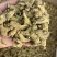仿美种加拿大西洋参，原枞，广州实体批发规格价格请看详情页