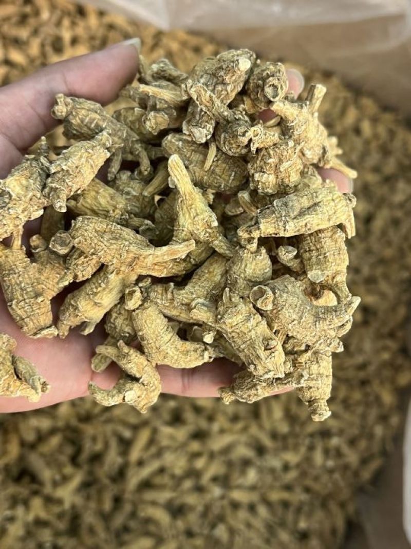 仿美种加拿大西洋参，原枞，广州实体批发规格价格请看详情页