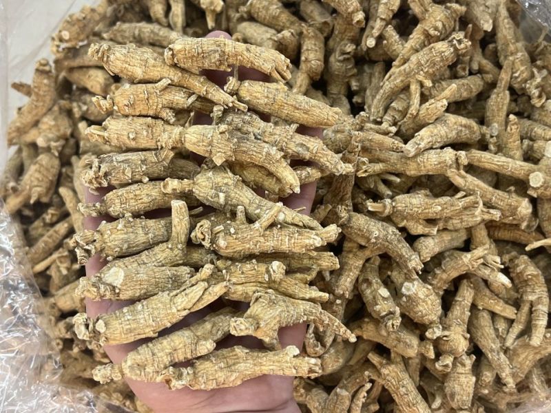 仿美种加拿大西洋参，原枞，广州实体批发规格价格请看详情页
