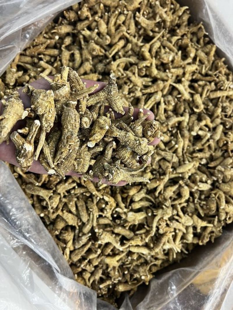 仿美种加拿大西洋参，原枞，广州实体批发规格价格请看详情页