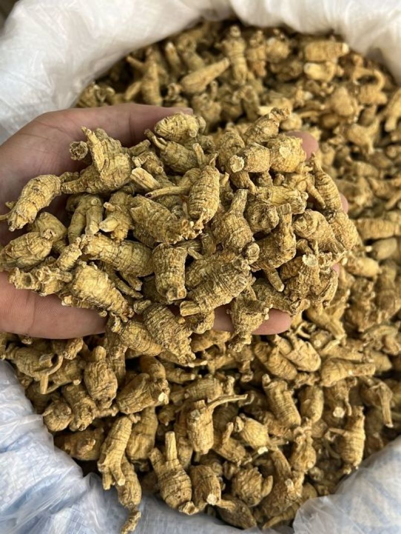 仿美种加拿大西洋参，原枞，广州实体批发规格价格请看详情页
