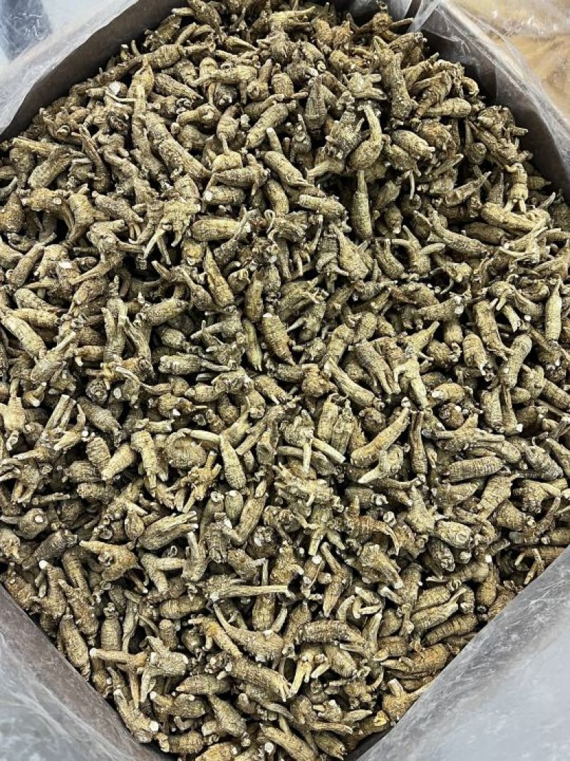 仿美种加拿大西洋参，原枞，广州实体批发规格价格请看详情页