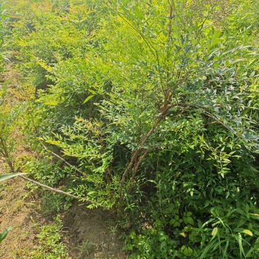 南天竹基地大量供应南天竹欢迎新老客户打电话咨询