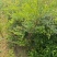 南天竹基地大量供应南天竹欢迎新老客户打电话咨询