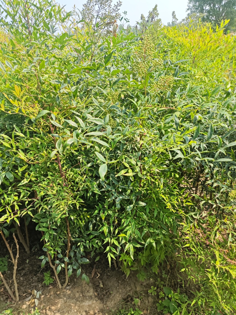 南天竹基地大量供应南天竹欢迎新老客户打电话咨询
