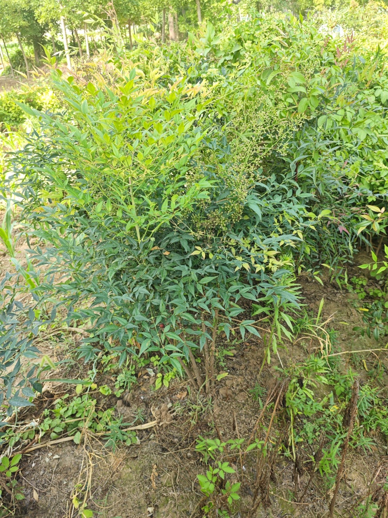 南天竹基地大量供应南天竹欢迎新老客户打电话咨询