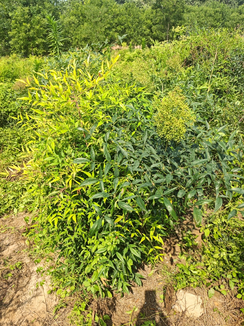 南天竹基地大量供应南天竹欢迎新老客户打电话咨询