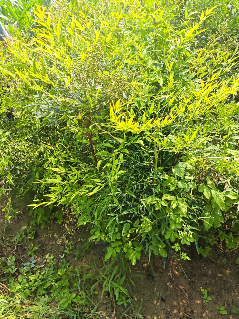 南天竹基地大量供应南天竹欢迎新老客户打电话咨询