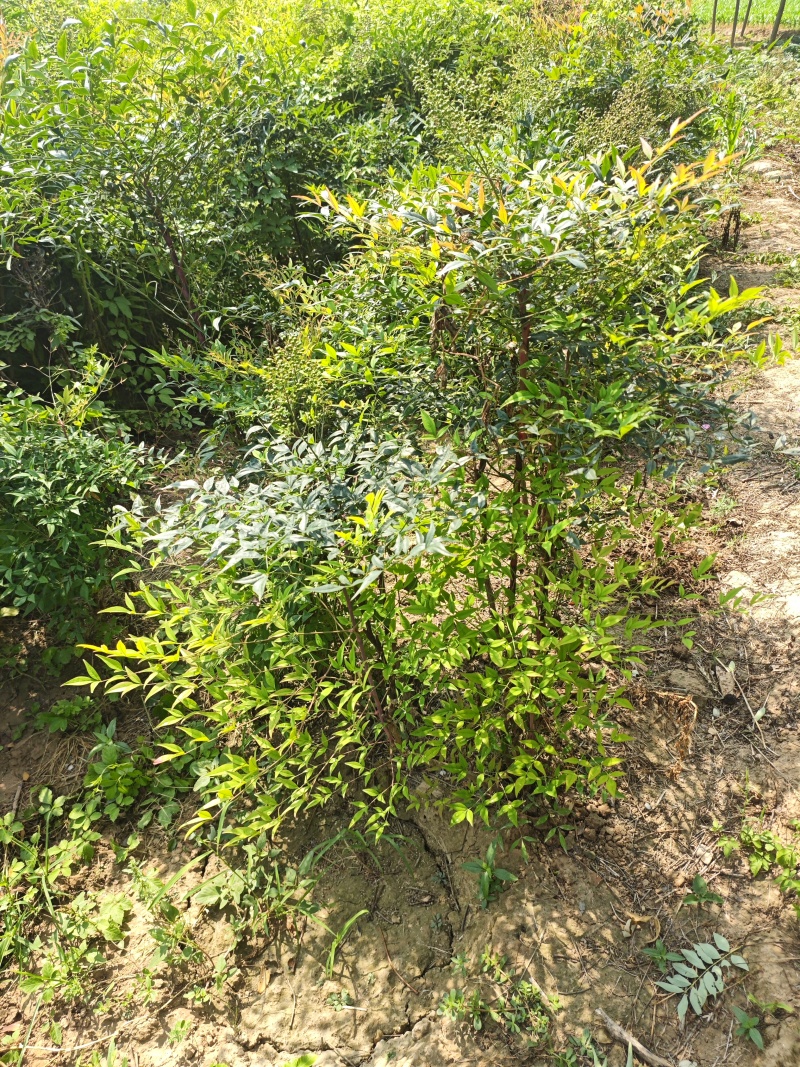 南天竹基地大量供应南天竹欢迎新老客户打电话咨询