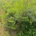 南天竹基地大量供应南天竹欢迎新老客户打电话咨询