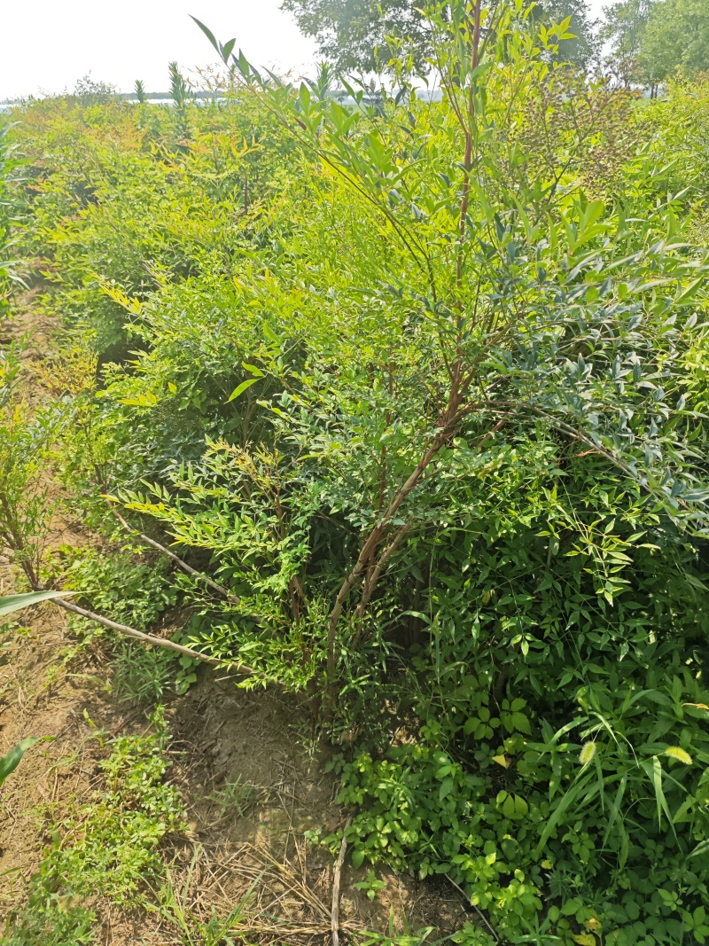 南天竹基地大量供应南天竹欢迎新老客户打电话咨询