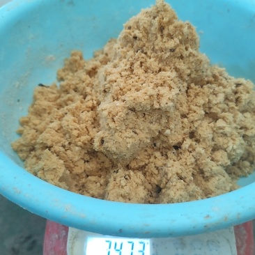 黑水虻虫卵