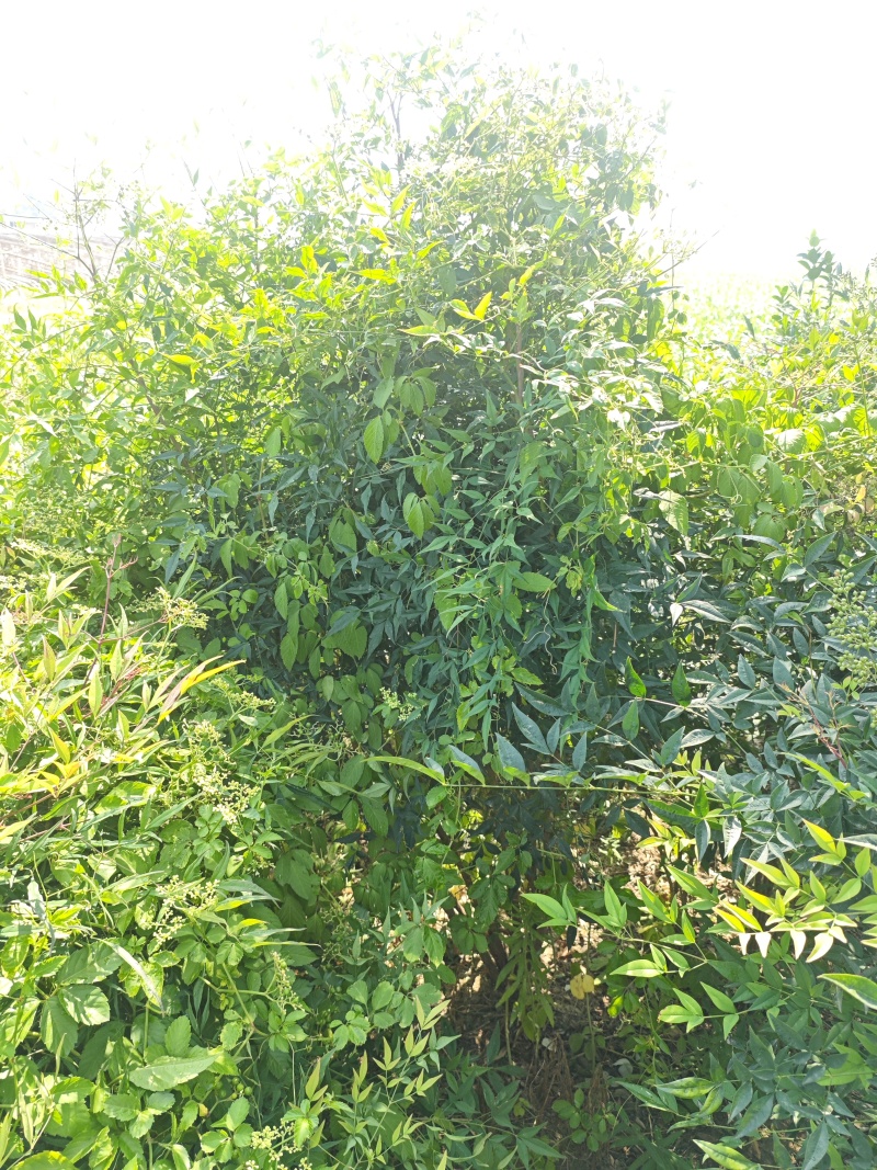 南天竹基地大量供应南天竹欢迎新老客户打电话咨询