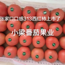 张家口313口感西红柿