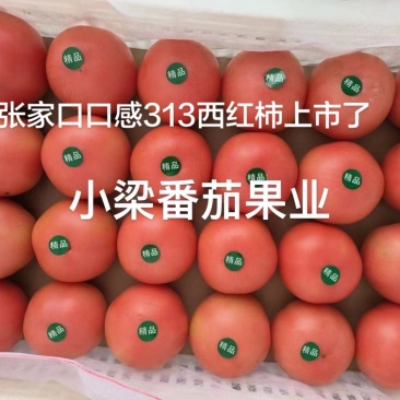 张家口313口感西红柿