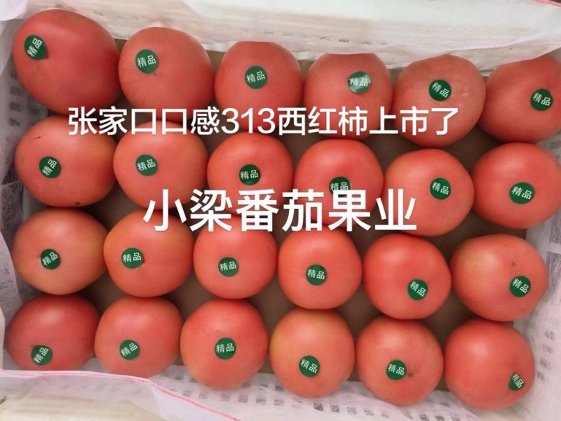 张家口313口感西红柿