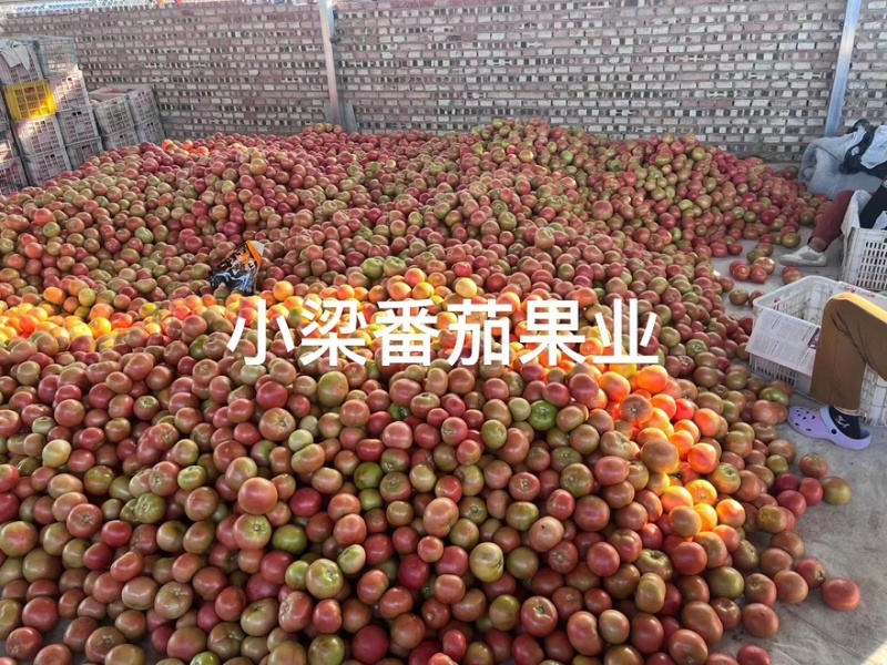 张家口313口感西红柿