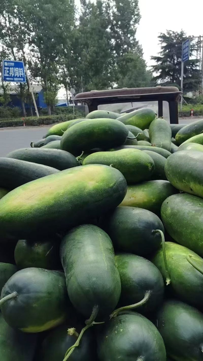 湖北黑皮冬瓜价格美丽质量好对接全国量大从优欢迎询价