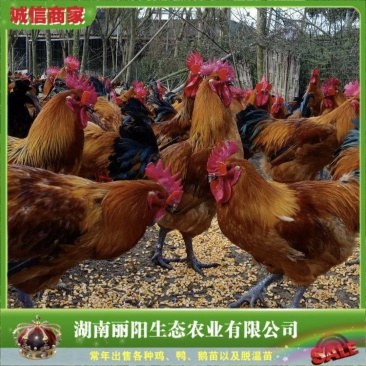 大种青脚麻鸡苗/快大青脚麻鸡苗/成年长10斤/提供养殖技