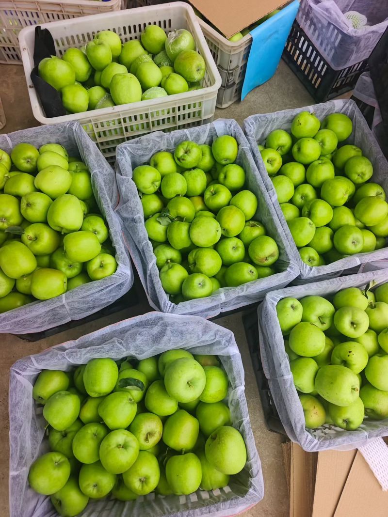 山东华硕苹果大量上市