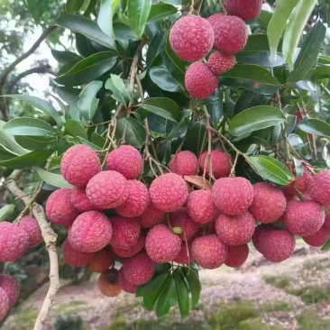 广州从化温泉禾荔荔枝自家果园，当天采摘当天发货，果肉鲜