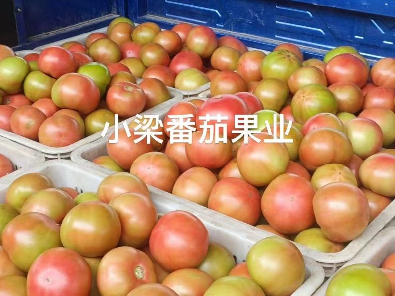 口感西红柿草莓西红柿支持一件代发整车专业打包