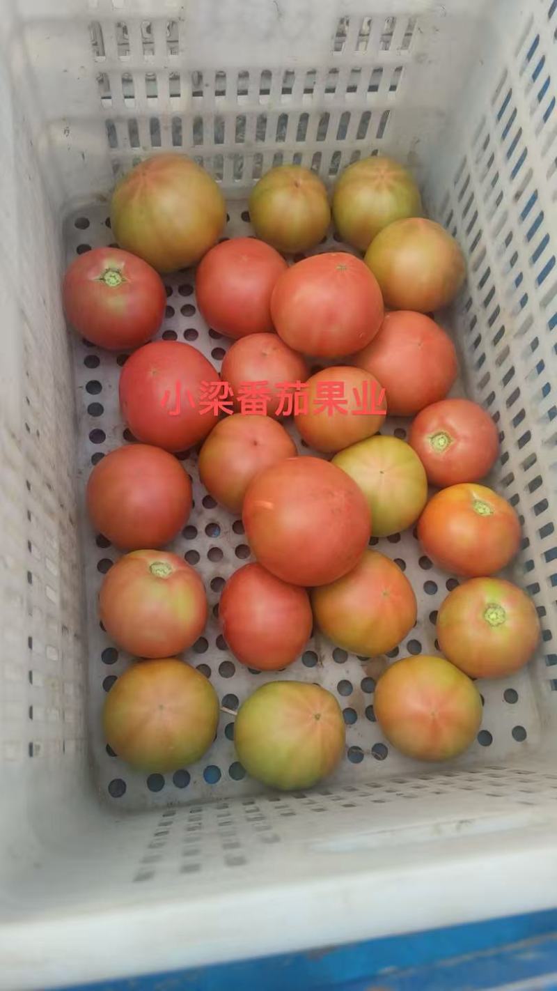 口感西红柿草莓西红柿支持一件代发整车专业打包