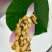 松茸正宗野生松茸野生菌新鲜