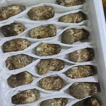 松茸正宗野生松茸野生菌新鲜