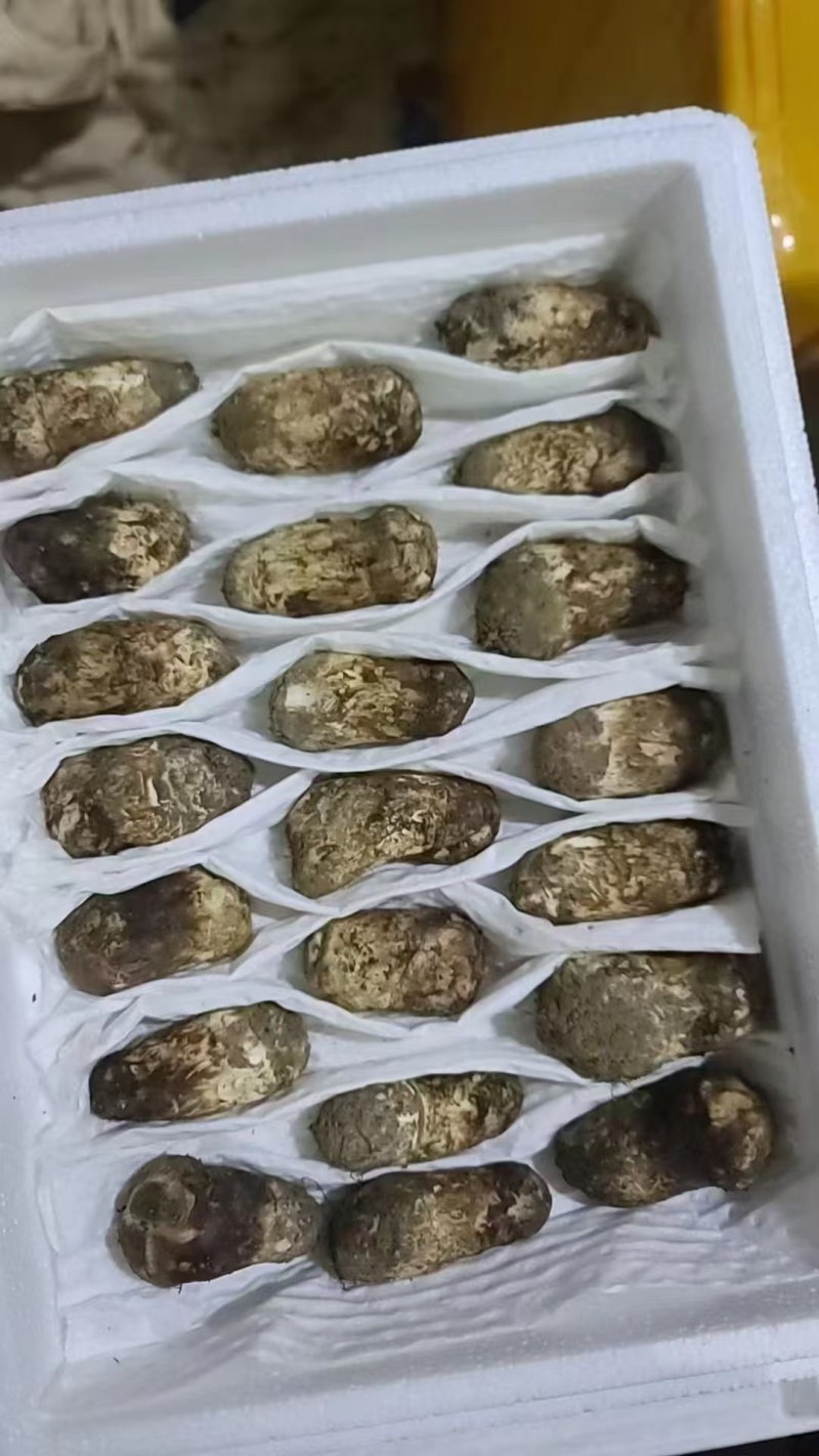 松茸正宗野生松茸野生菌新鲜