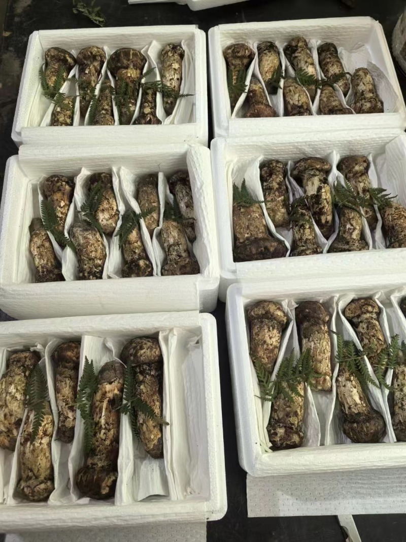 松茸正宗野生松茸野生菌新鲜