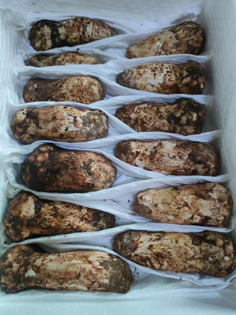 松茸正宗野生松茸野生菌新鲜