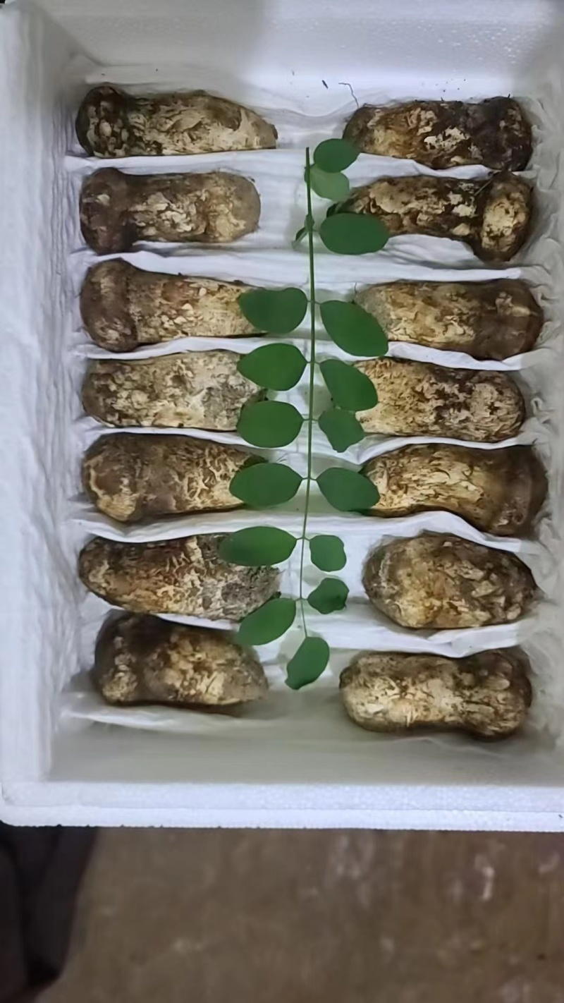 松茸正宗野生松茸野生菌新鲜