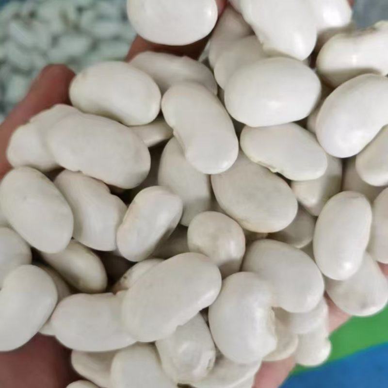 白芸豆大白芸豆，大白扣食品原料彩袋包装白芸豆