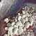 白芸豆大白芸豆，大白扣食品原料彩袋包装白芸豆