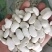 白芸豆大白芸豆，大白扣食品原料彩袋包装白芸豆